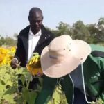 A New Source Of Income For Ahero Farmers